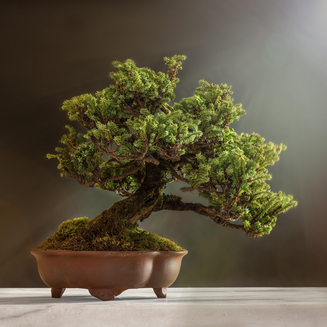 Beyond the Basics: Advanced Bonsai Refinement - logo